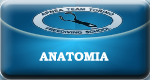 Anatomia