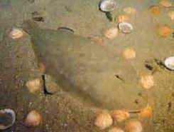Sogliola