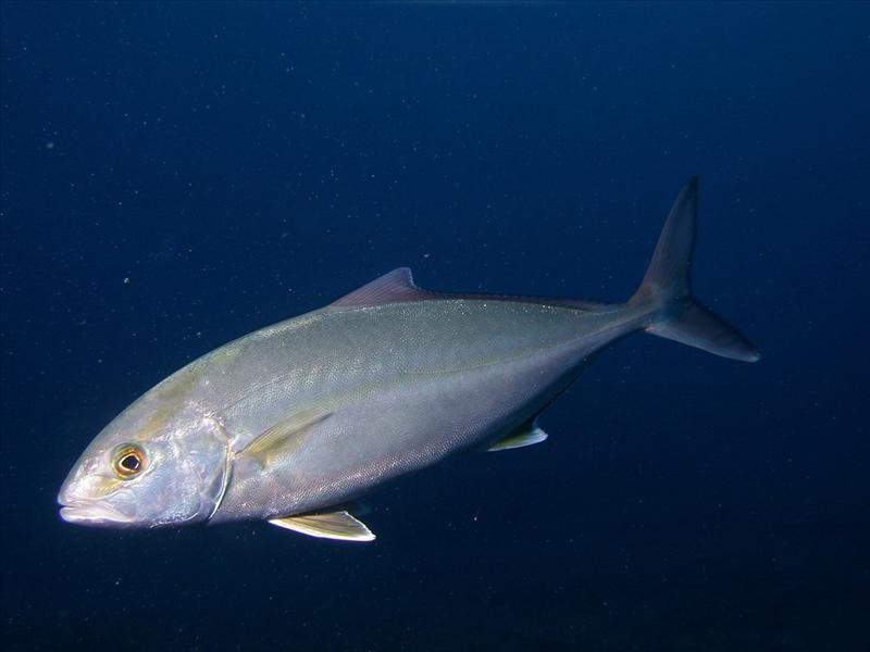 Ricciola
