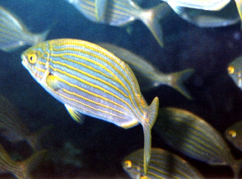 Salpa