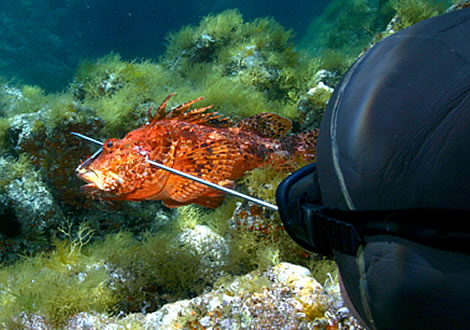 Scorfano