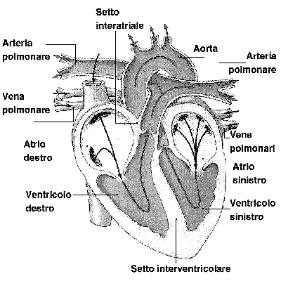 Apparato Circolatorio