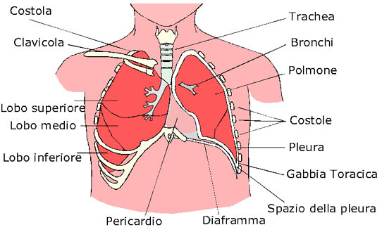 Apparato Respiratorio