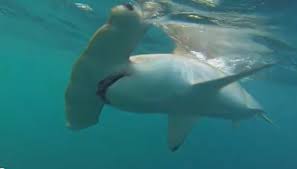 Squalo Martello
