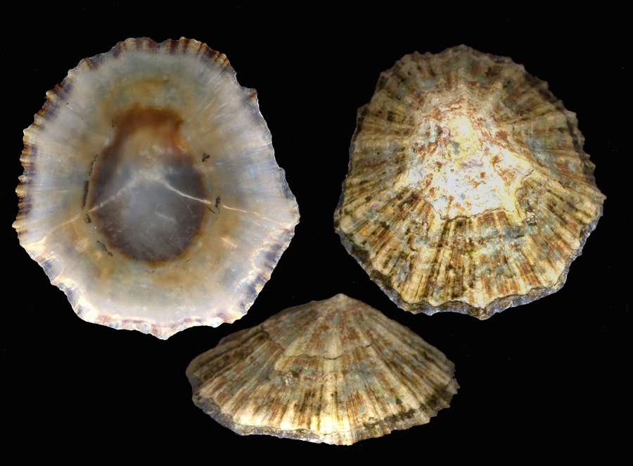 Patella rustica