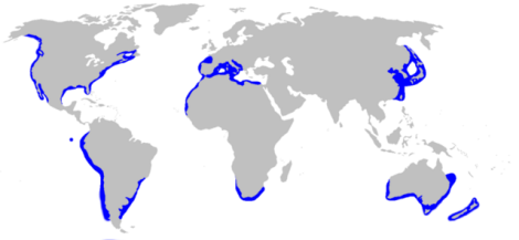 Mappe dei squali