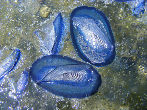 Velella velella