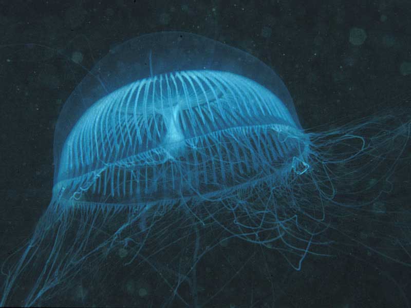 Aequorea forskalea