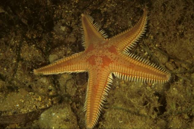 Stella Marina 1