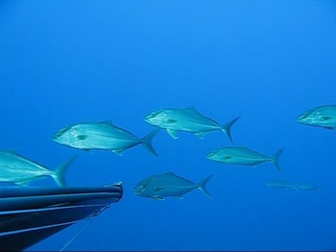Sezione Pescasub