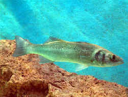 ricetta pesce spigola branzino