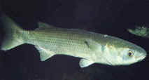Ricette Pesce Cefalo