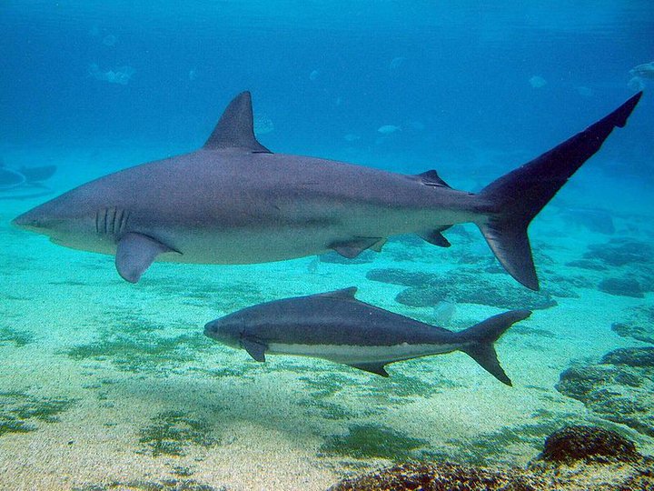 Squalo Bruno (Carcharhinus obscurus)