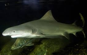 Speartooth Shark (Glyphis glyphis)