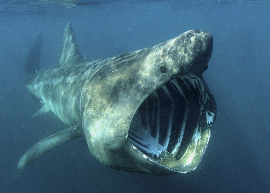 Squalo Elefante (Cetorhinus maximus